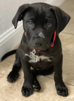 Puppykitten Image